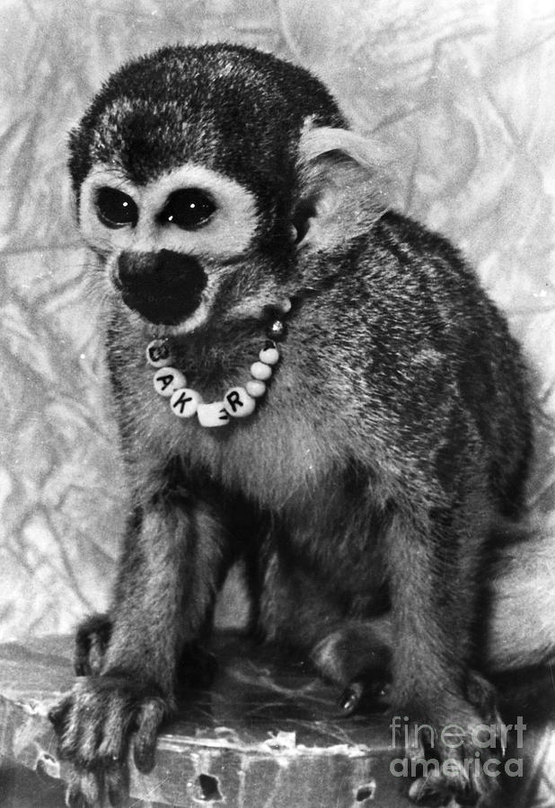 Space Monkey: Baker, 1979 Photograph by Granger