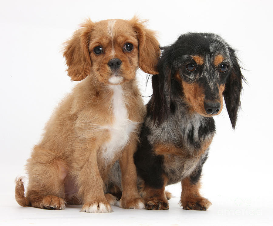 Spaniel & Dachshund Puppies Photograph by Mark Taylor
