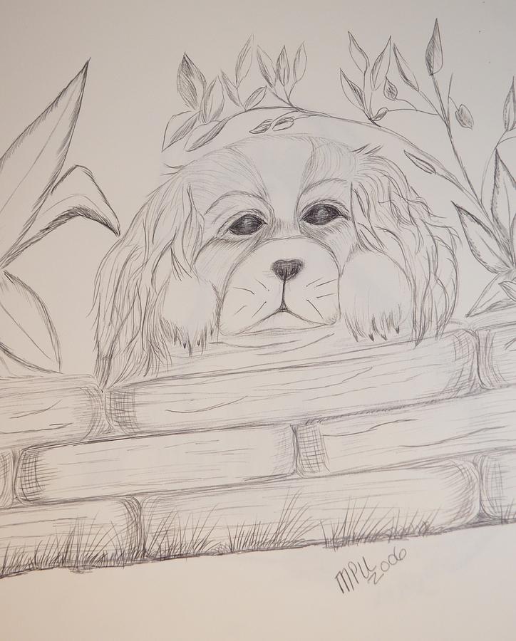 Spaniel Pup Drawing by Maria Urso