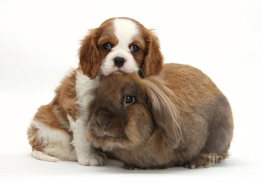Animal Photograph - Spaniel Pup With Rabbit by Mark Taylor