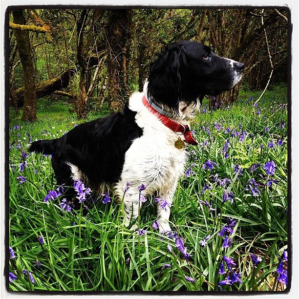 Dog Photograph - #spaniel #springer #dog #dartmoor by Fay Pead