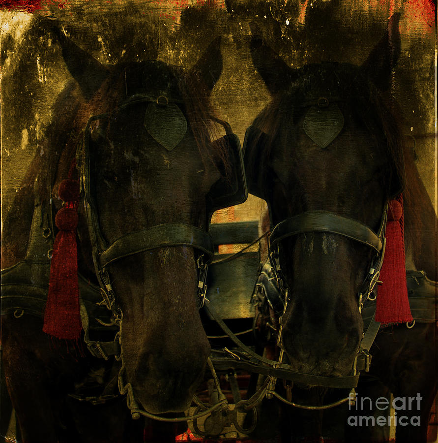 Spanish Carriage Horses Photograph by Lee Dos Santos