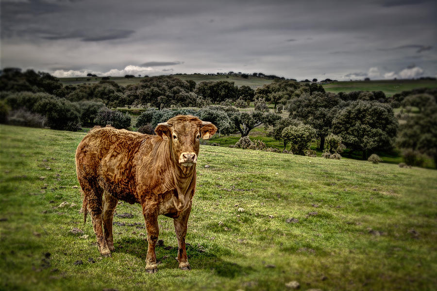 Spanish Cow Photograph by Zaida Ortega