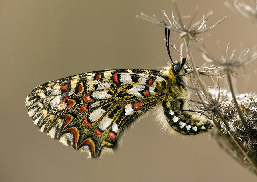 Spanish Festoon Butterfly Photograph by Bob Gibbons Pixels