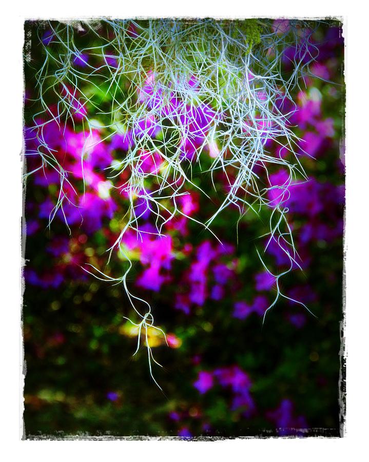 Spanish Moss and Azaleas Photograph by Judi Bagwell