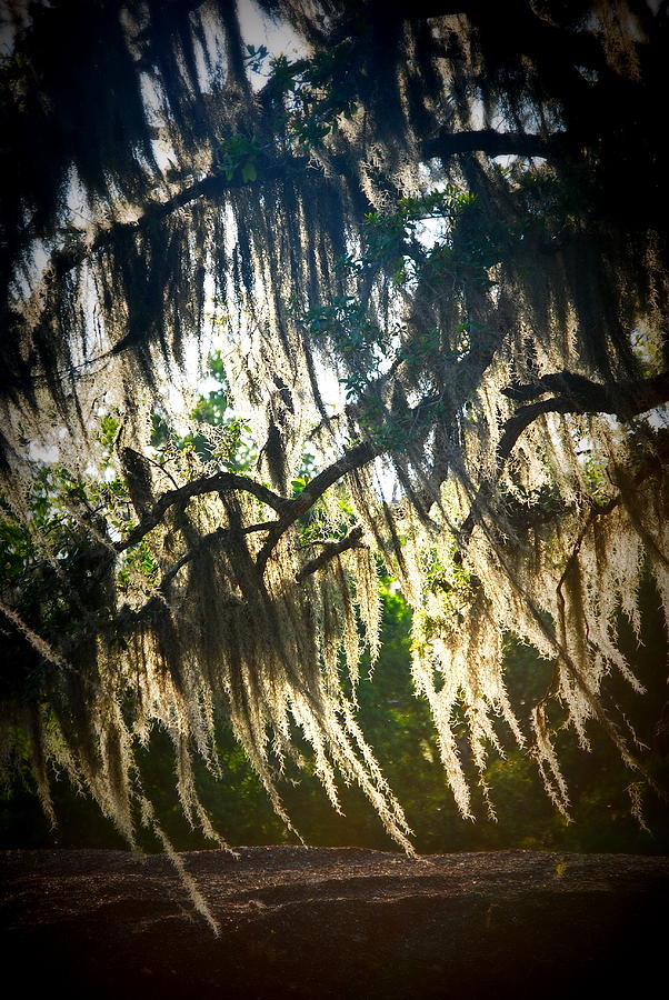 Nature Photograph - Spanish Moss  by Beth Gates-Sully