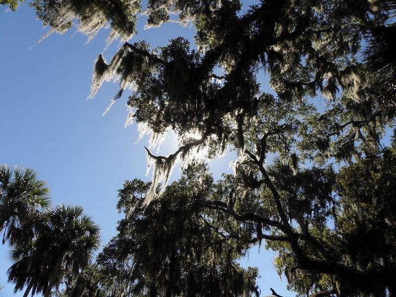 Spanish moss from above Photograph by Kim Galluzzo