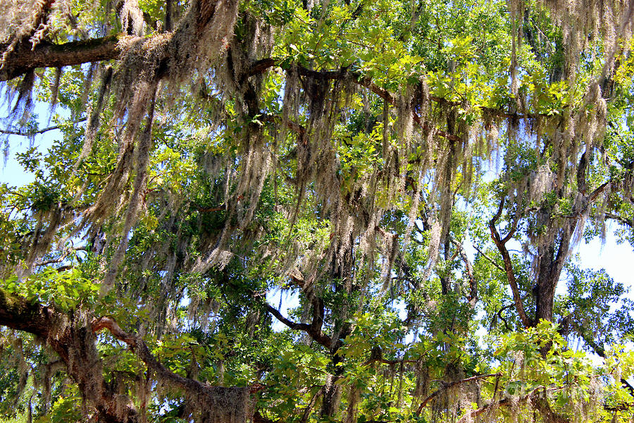 Spanish Moss Photograph by Kathy  White