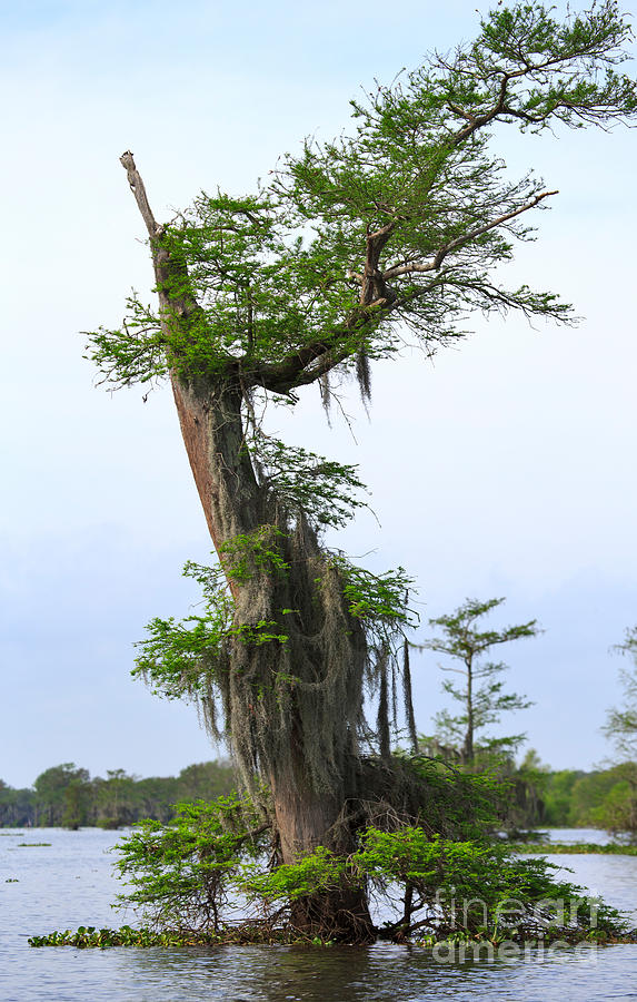 Spanish Moss on Bald Cypress tree in the Atchafalaya Swamp Photograph by Louise Heusinkveld