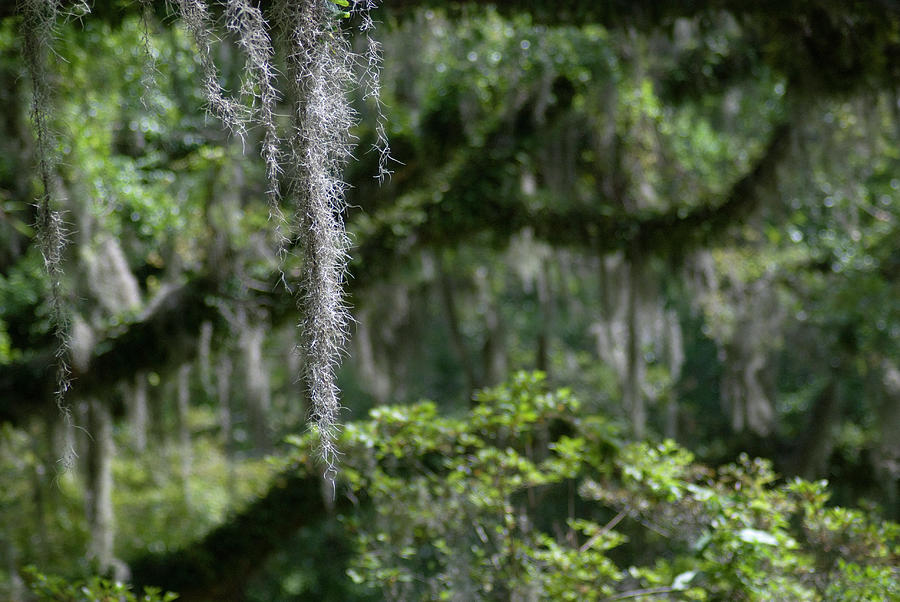 Spanish Moss On Oaks Photograph by Ron Weathers