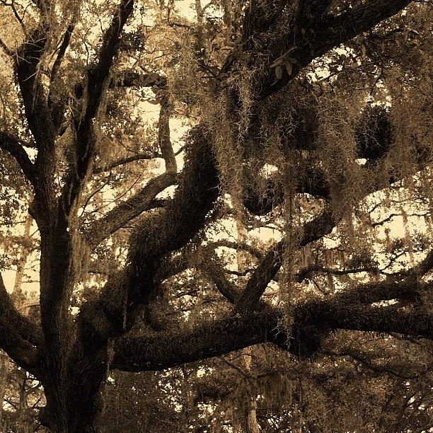 Instagram Photograph - Spanish Moss On The Oaks by Tony Delsignore