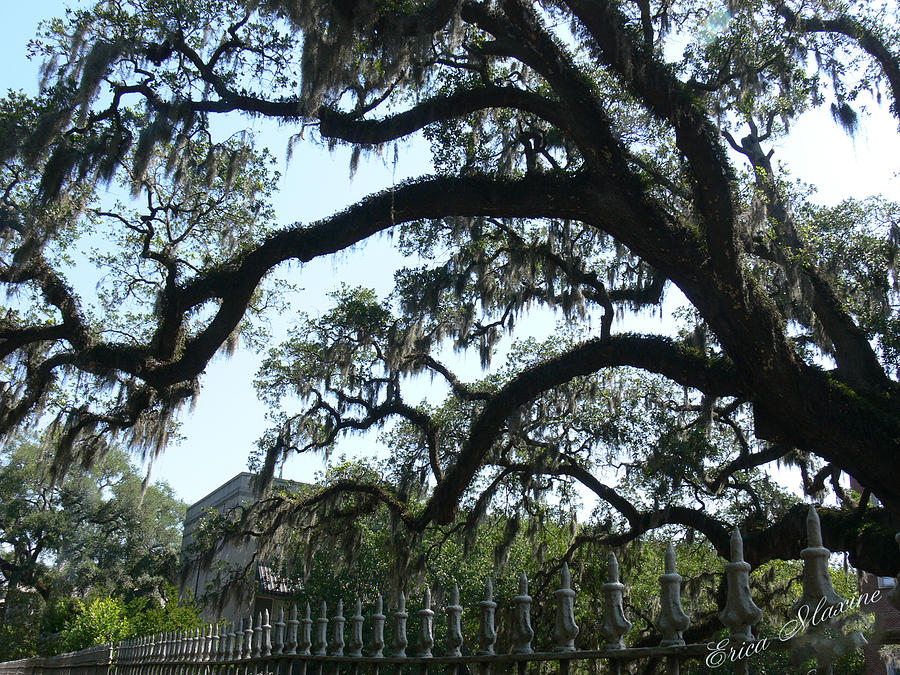 Spanish Moss - Savannah Ga Photograph by Ericamaxine Price - Fine Art ...