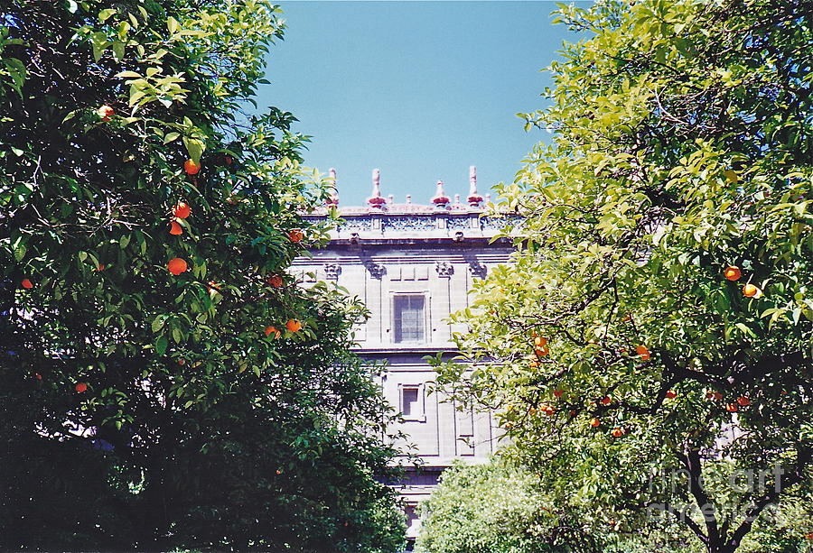 Spanish Orange Trees Photograph by Barbara Plattenburg