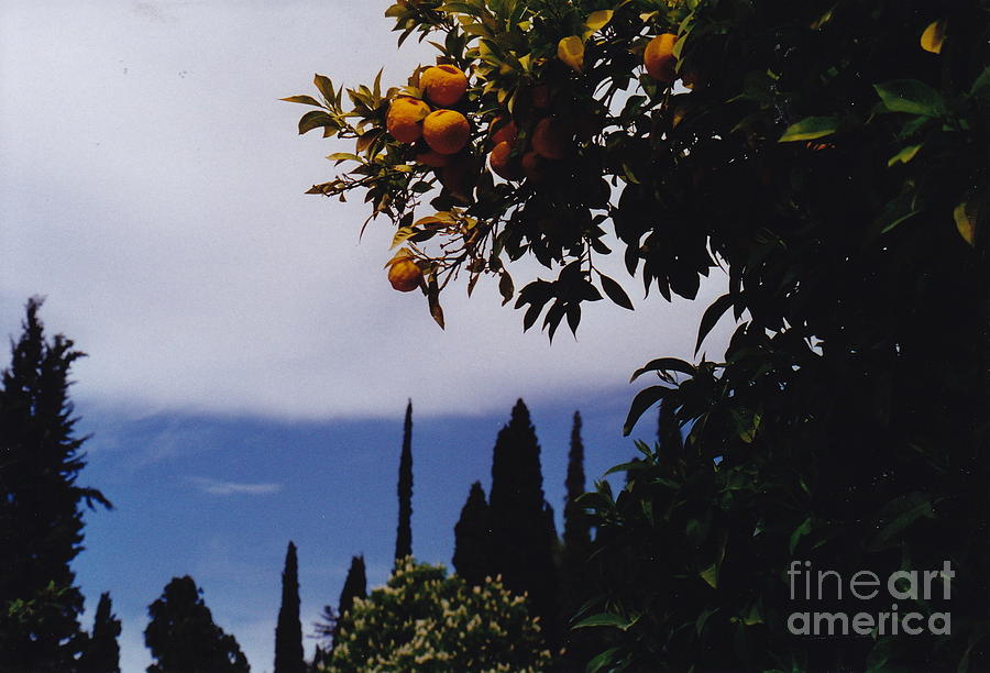 Spanish Oranges Photograph by Barbara Plattenburg