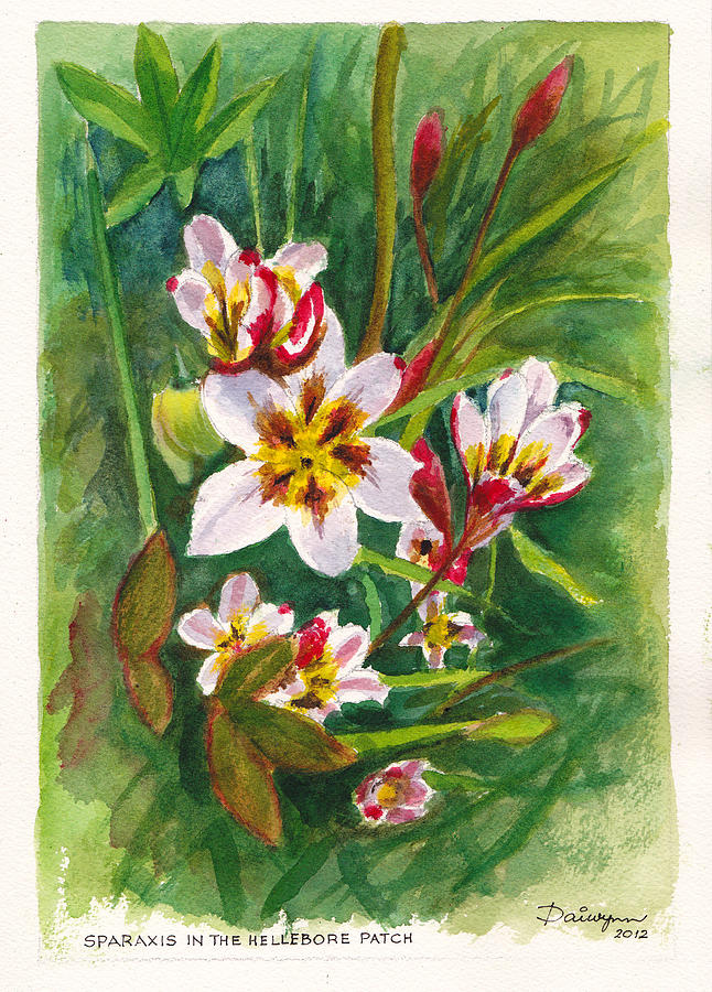Sparaxis flowers in the Hellebore patch Painting by Dai Wynn