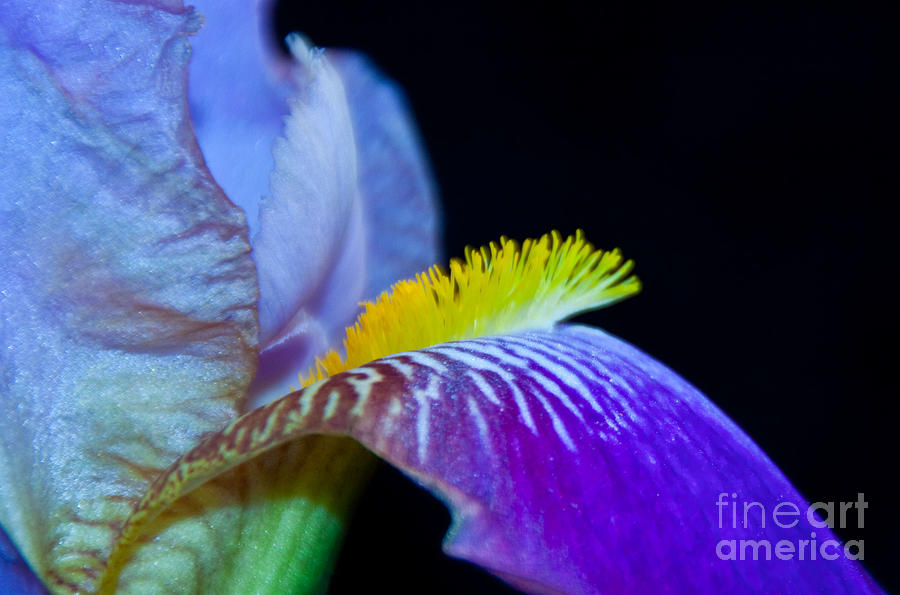 south of sunshine by dana elmendorf