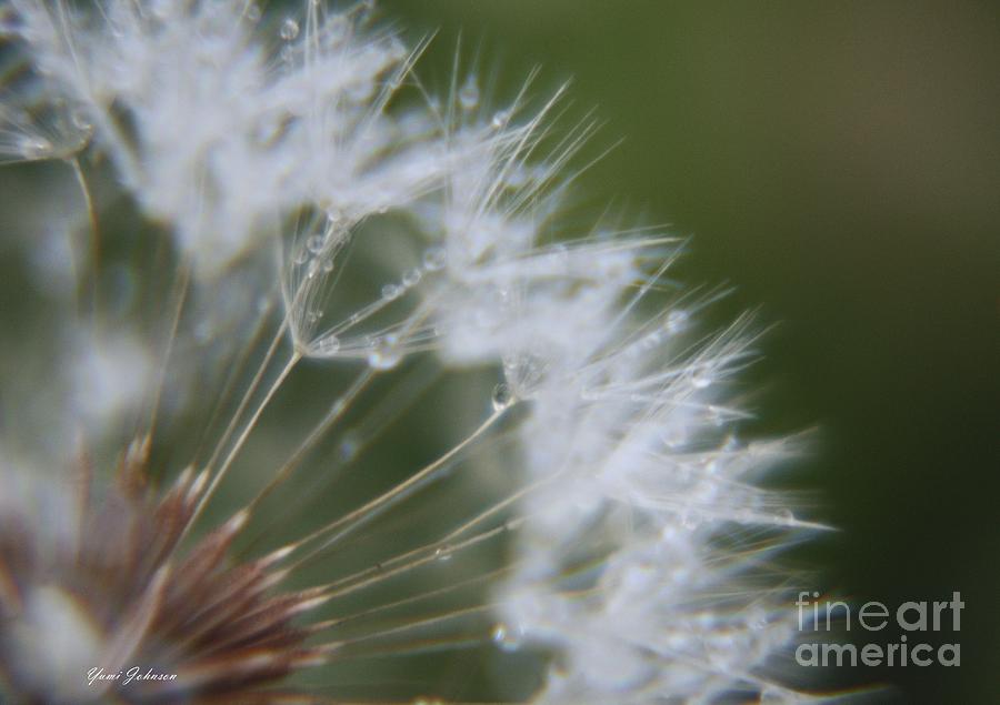 Sparkle Seeds Photograph by Yumi Johnson