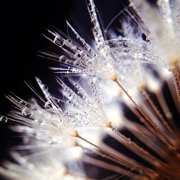 Nature Photograph - Sparkling Dandelion #instagram by Misty D