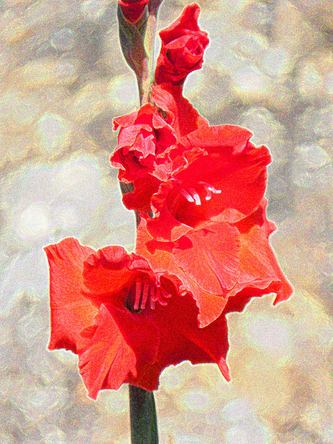 Sparkling Gladiola Photograph