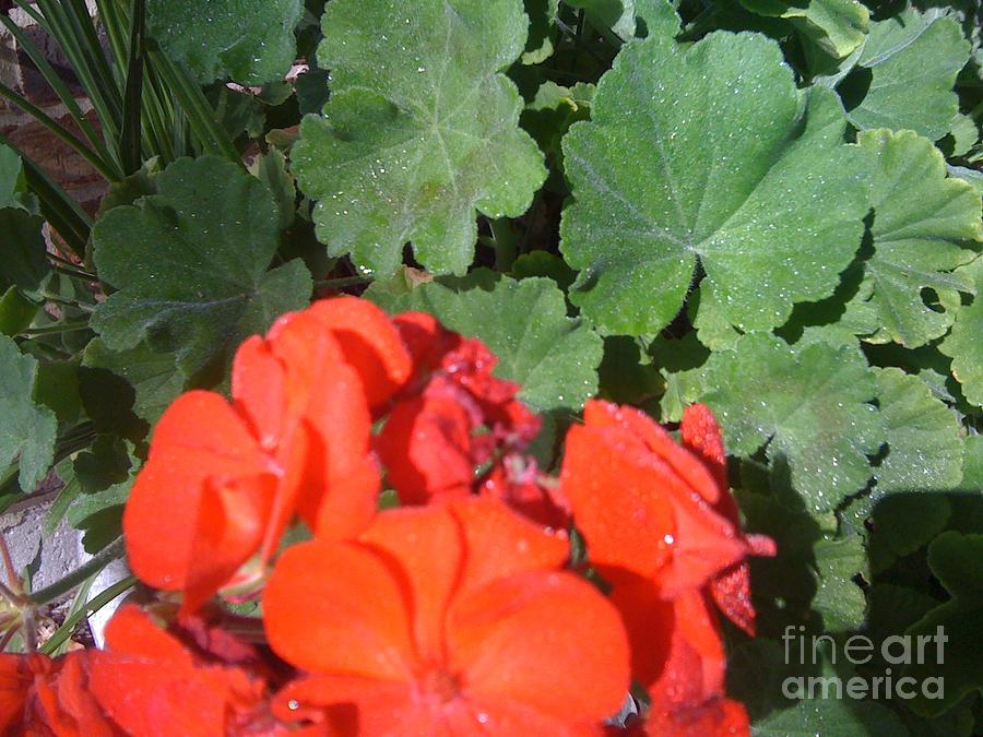 Sparkly Leaves with Red Blooms Photograph by Barbara Plattenburg