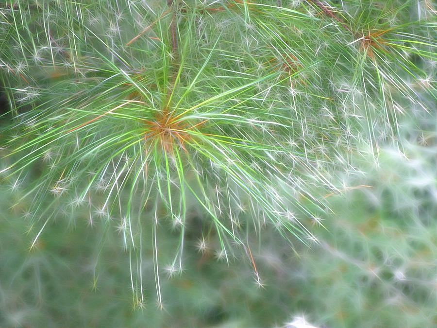 Nature Photograph - Sparkly Pine by Rhonda Barrett