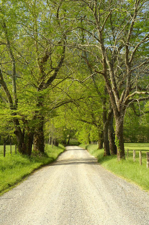 Sparks Lane in Cades Cove Photograph by Darrell Young