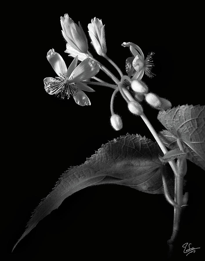 Flower Photograph - Sparmannia Africanus in Black and White by Endre Balogh