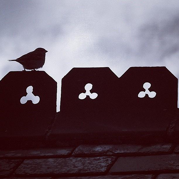 Monochrome Photograph - Sparrow : Dartmoor #bw #blackandwhite by Neil Andrews