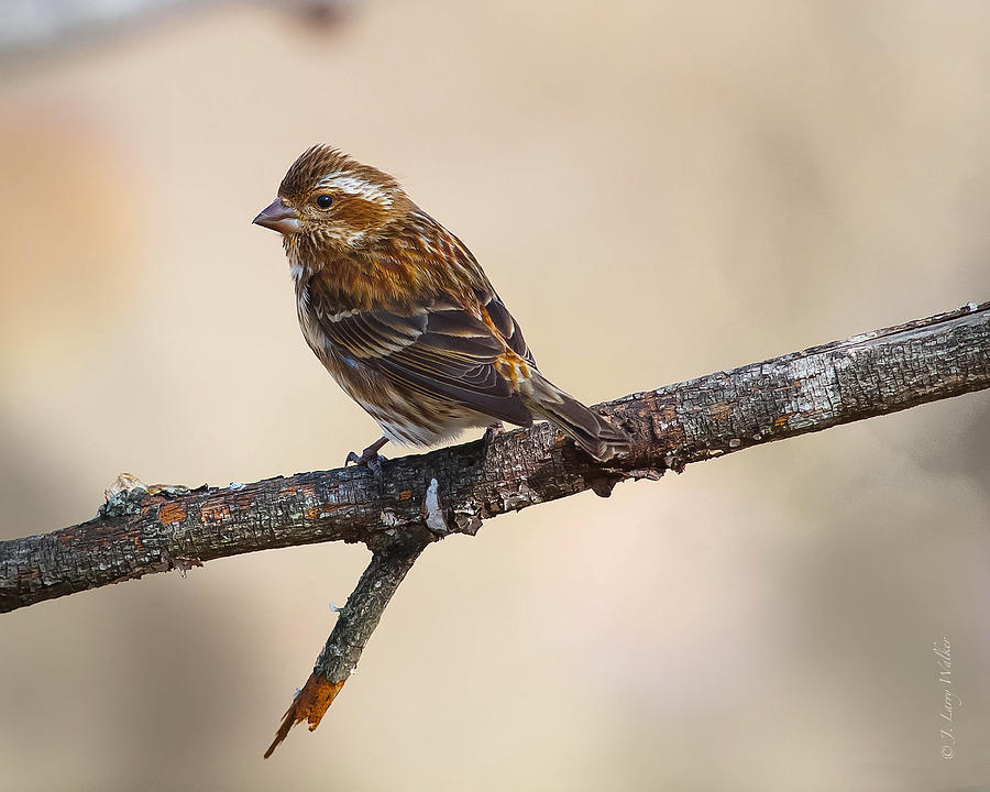 Wildlife Digital Art - Sparrow All Alone by J Larry Walker
