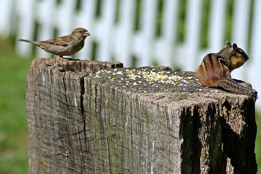 Sparrow and Chipmunk Coexist Photograph by Joe Faherty