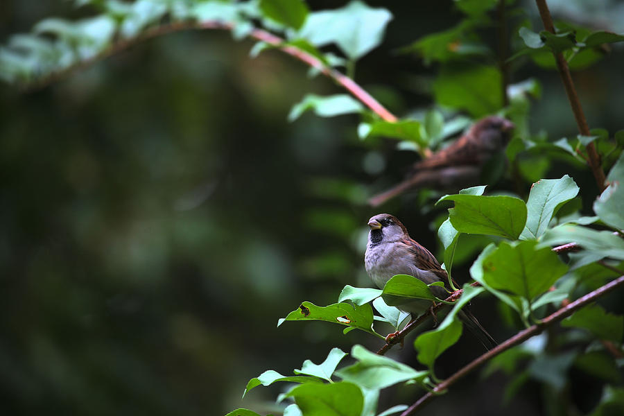 Bird Photograph - Sparrow Bush by Karol Livote