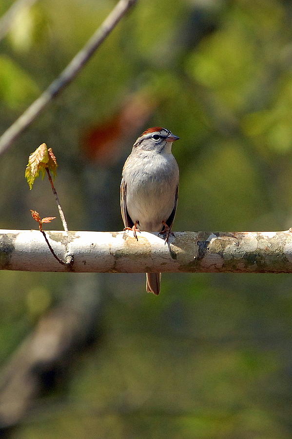 Bird Photograph - Sparrow by Curtis Brackett