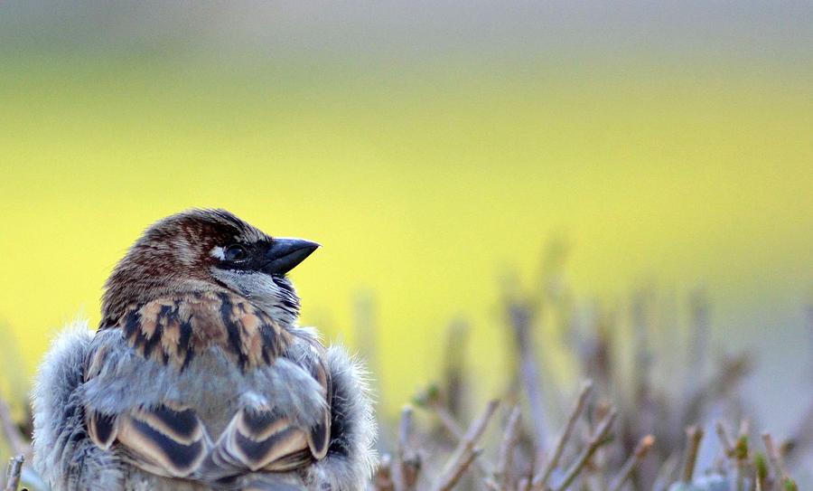 Sparrow Photograph by Ernestas Papinigis