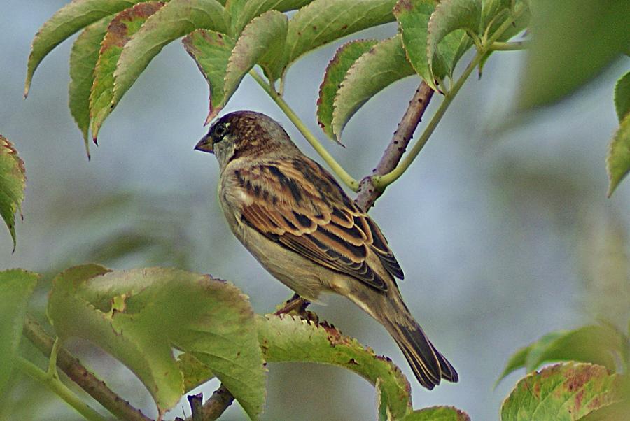 Sparrow I Photograph by Joe Faherty