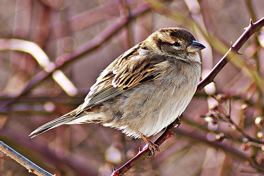 Sparrow II Photograph by Joe Faherty
