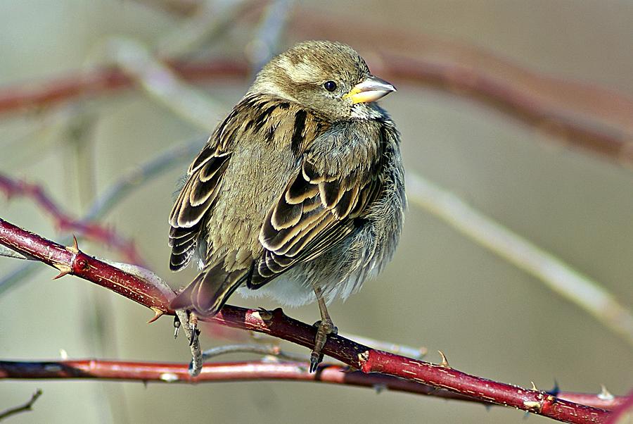 Sparrow III Photograph by Joe Faherty
