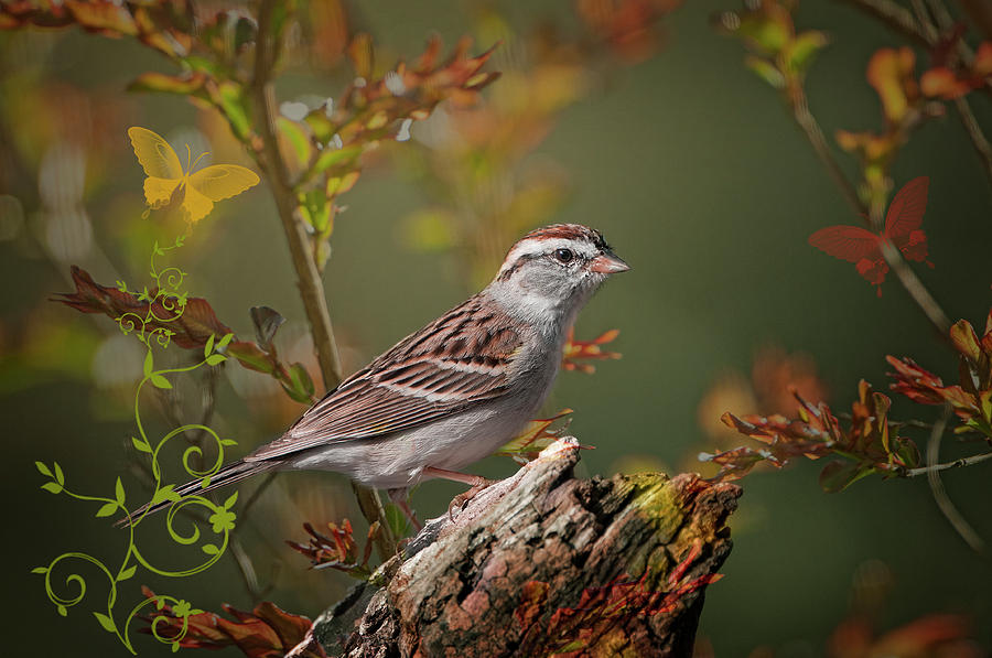 Sparrow in Autumn Photograph by Bonnie Barry