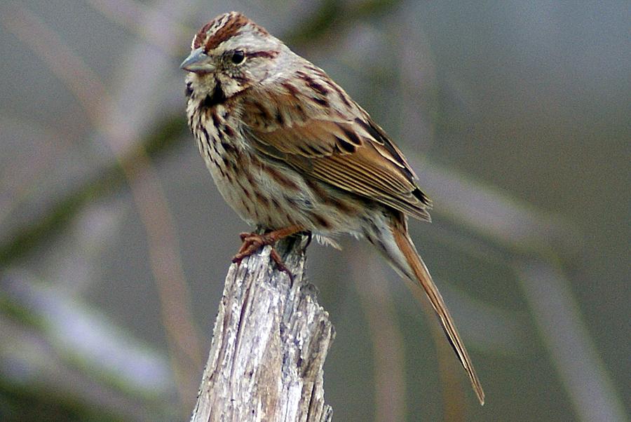 Sparrow IV Photograph by Joe Faherty