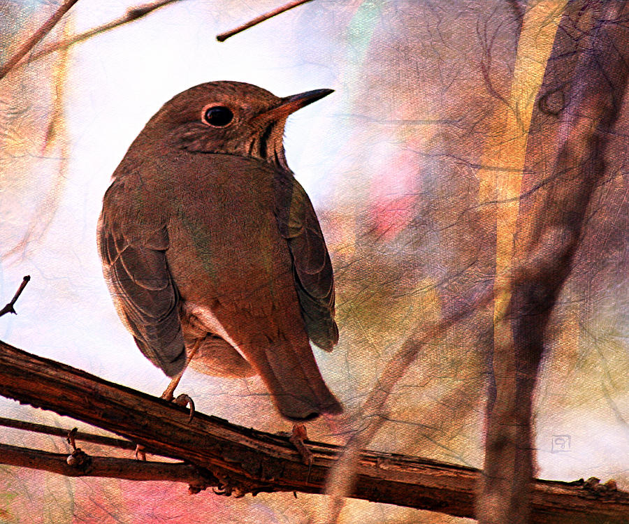 Sparrow Digital Art by Jean Moore