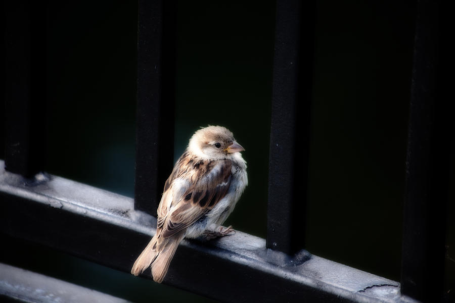 Sparrow Photograph by Karol Livote
