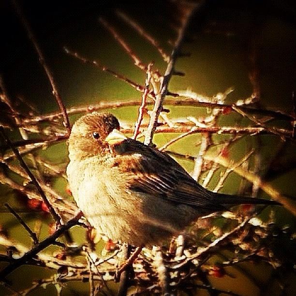 Sparrow Photograph by Mehmet Kali
