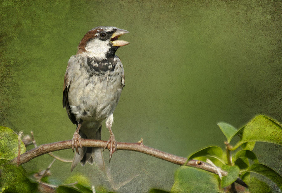 Sparrow Song Photograph by Don Durfee