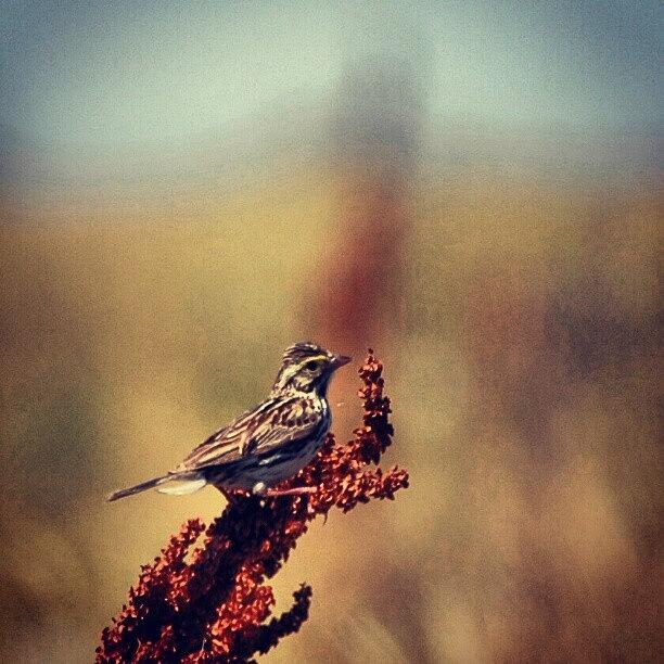 Sparrow Photograph - #sparrow Sparrowing In by Joe P