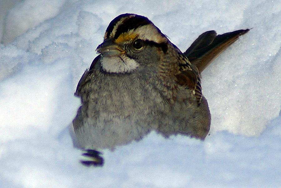 Sparrow V Photograph by Joe Faherty