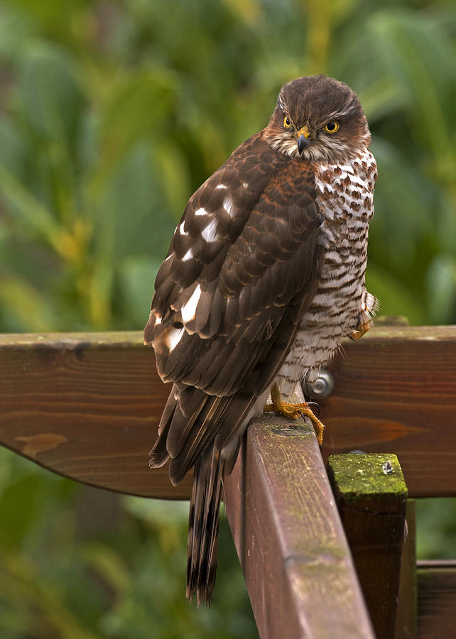 Sparrowhawk Photograph by Paul Scoullar