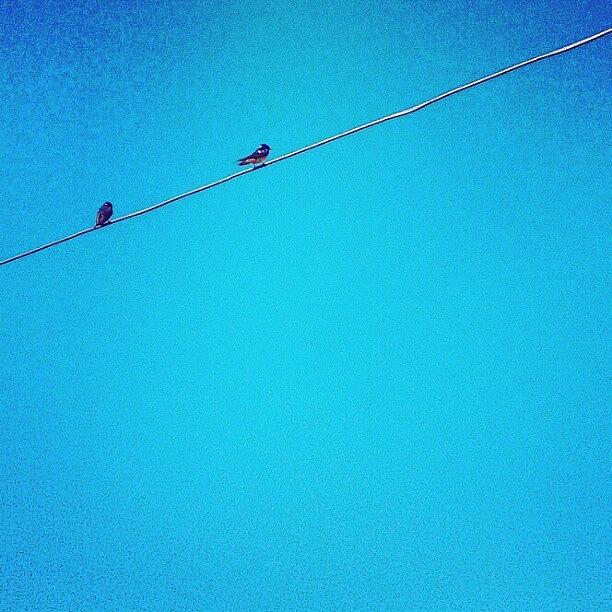 Sparrows On The Wire Photograph by Emma Holton