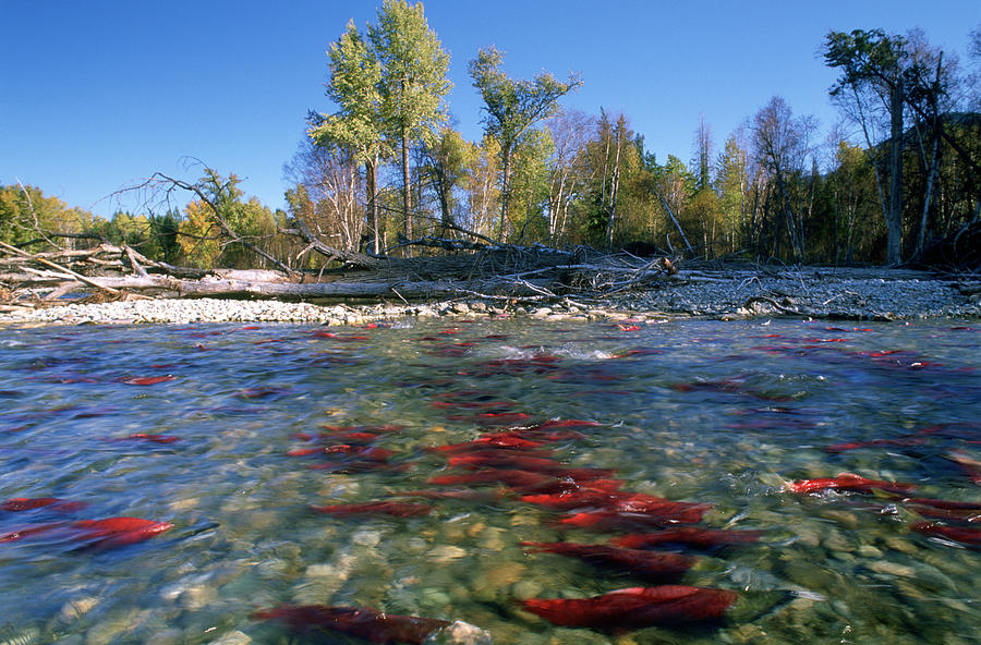 Spawning Sockeye Salmon, Adams River Photograph by David Nunuk