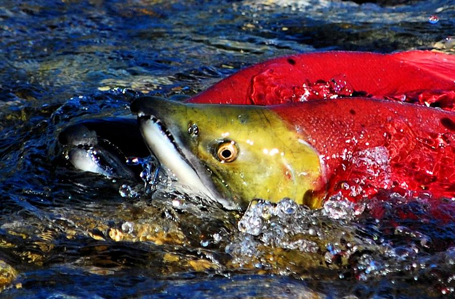 Salmon Photograph - Spawning Sockeye Salmon by Don Mann
