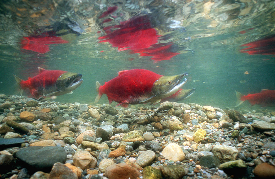 Spawning Sockeye Salmon Photograph by Peter Scoones - Fine Art America