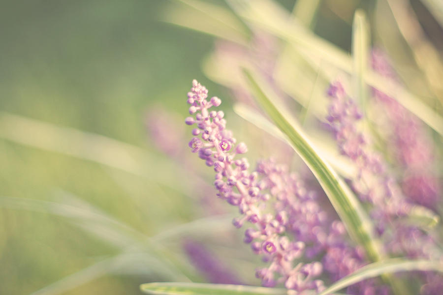 Purple Flowers Photograph - Speak Softly by Amy Tyler